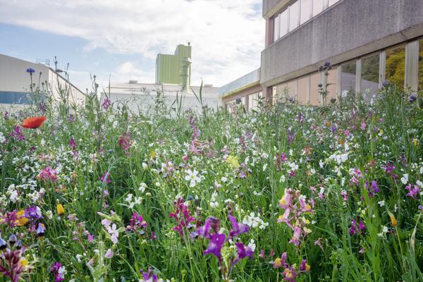 Sustainability_ Dillenburg meadow 02